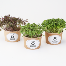 Grow kit mini - sada pro pěstování microgreens