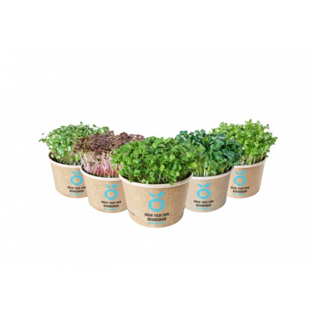 Grow Kit - sada pro pěstování microgreens